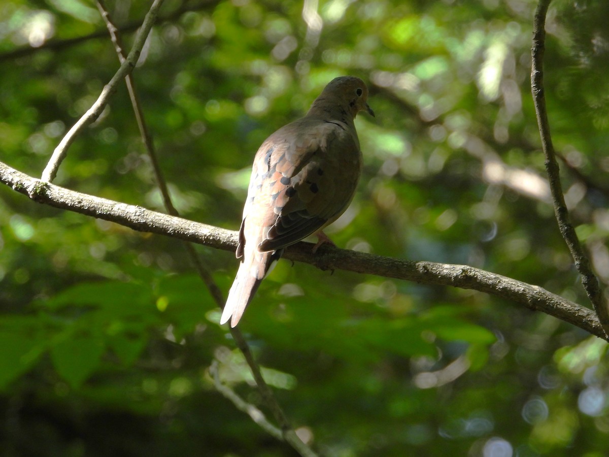 Mourning Dove - ML641299469