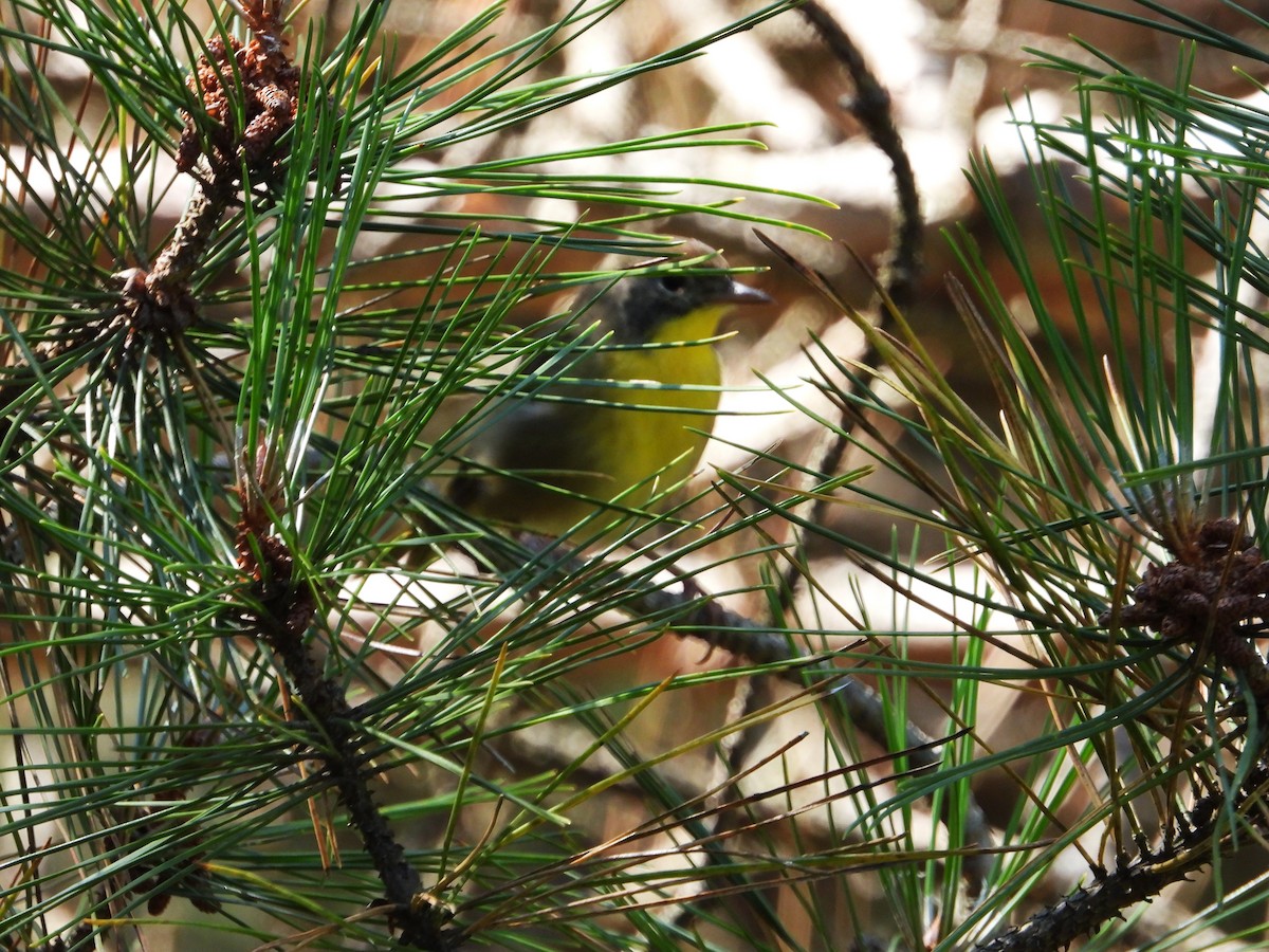 Common Yellowthroat - ML641299473