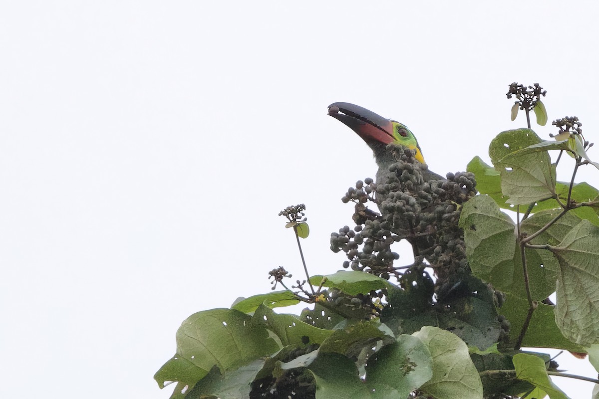 Guianan Toucanet - ML641299486