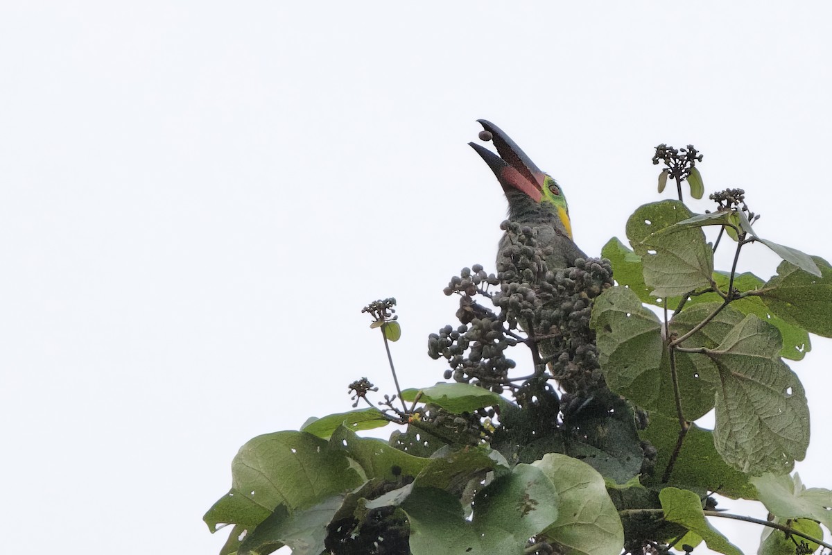 Guianan Toucanet - ML641299488