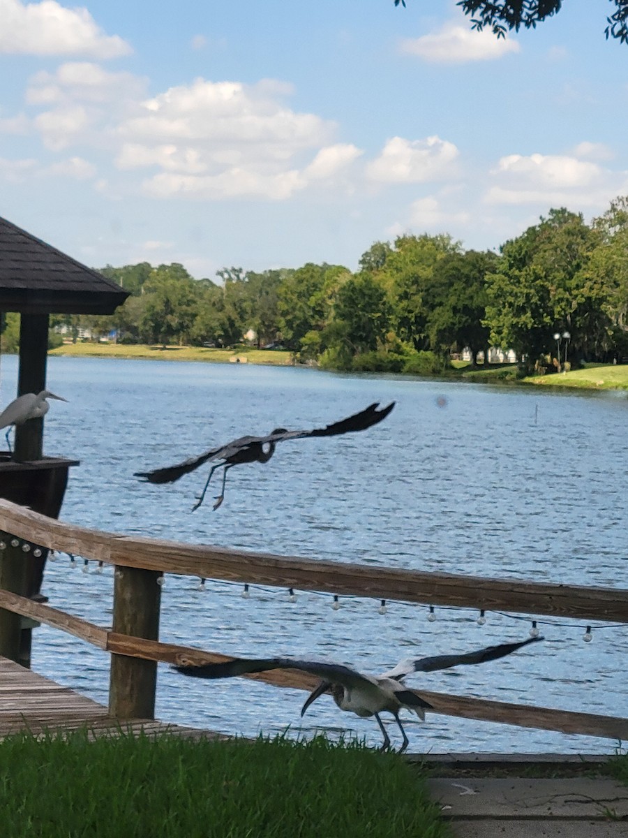 Wood Stork - ML641299489