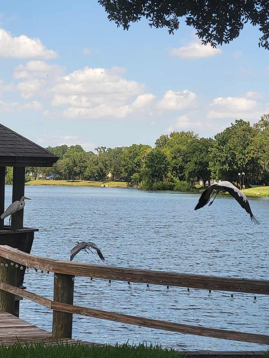 Wood Stork - ML641299490