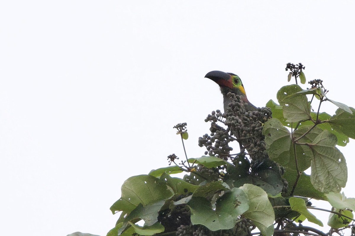 Guianan Toucanet - ML641299493