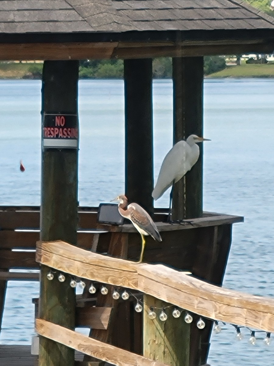 Tricolored Heron - ML641299495