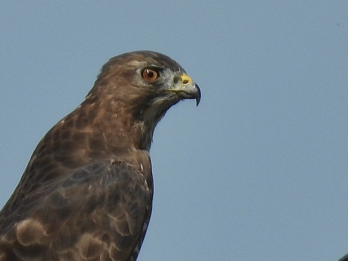 Broad-winged Hawk - ML641299512