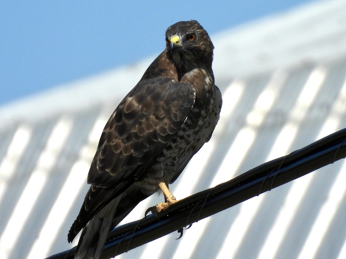 Broad-winged Hawk - ML641299514