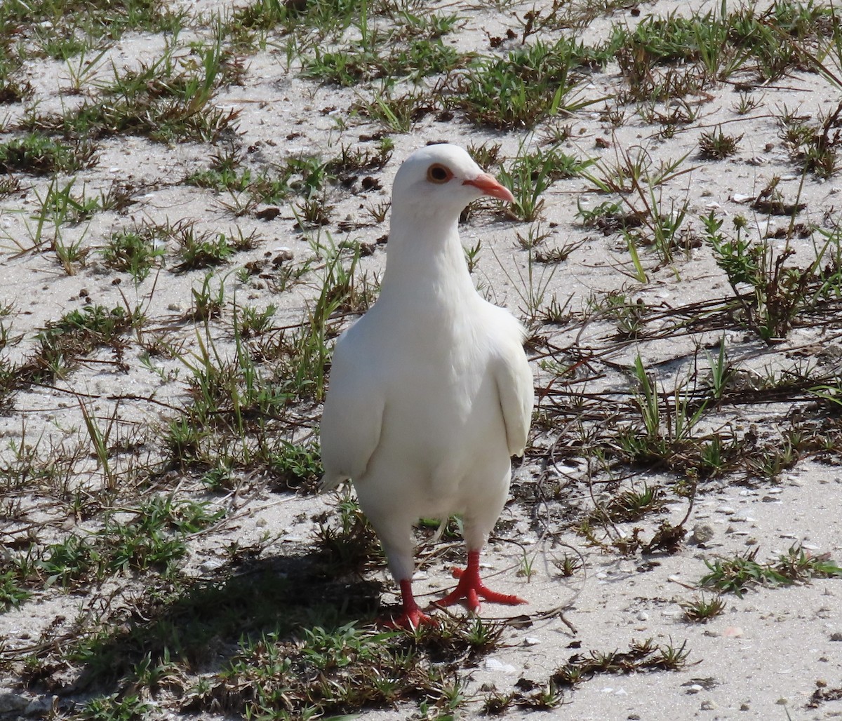 Rock Pigeon (Feral Pigeon) - ML641299524