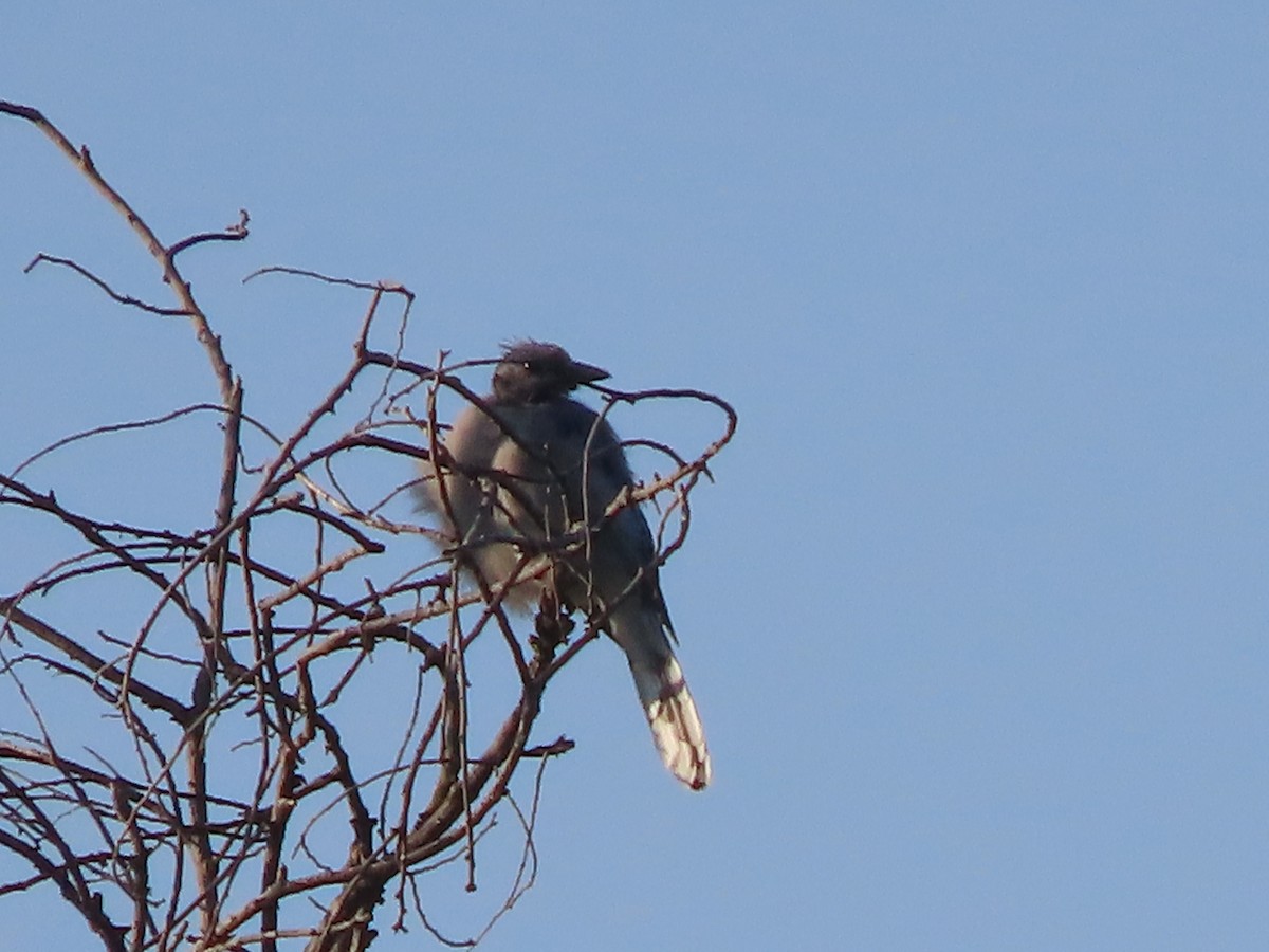 Blue Jay - ML641299527