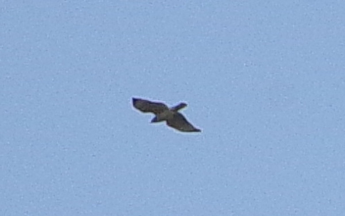 Broad-winged Hawk - ML641299535