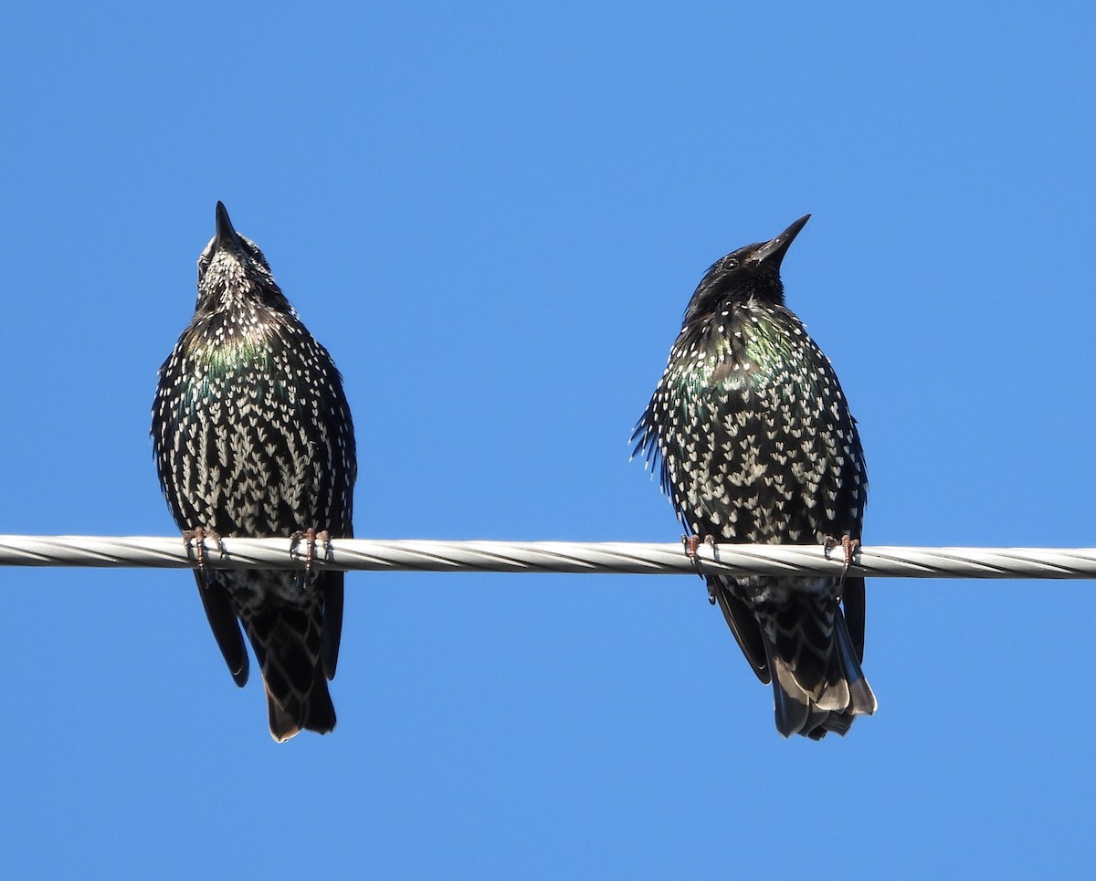 European Starling - ML641299562