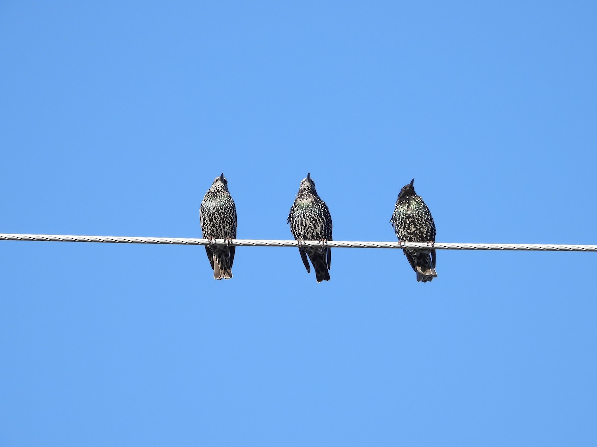 European Starling - ML641299563