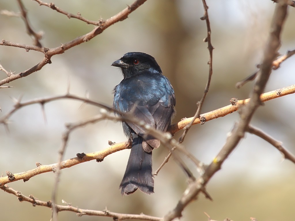 Fork-tailed Drongo - ML641299572