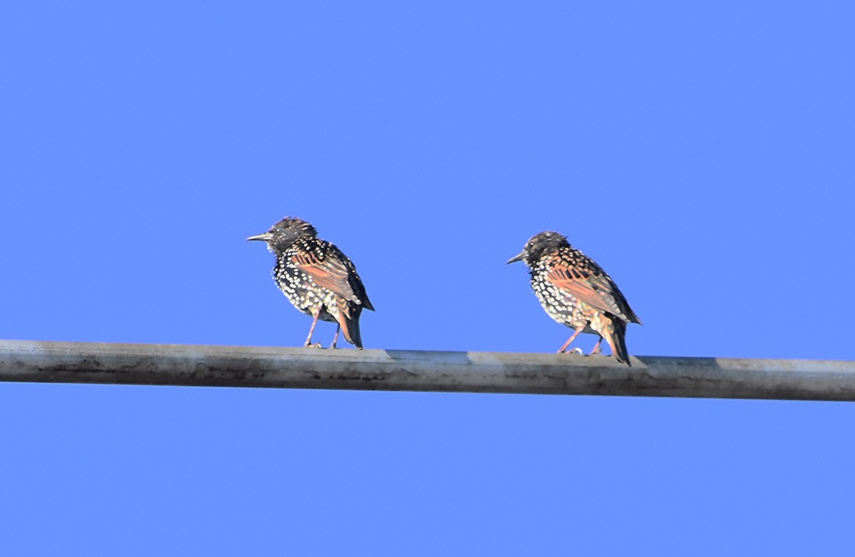 European Starling - ML641299578