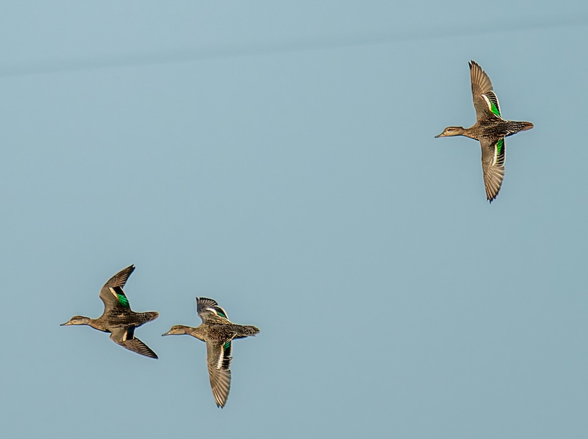 Green-winged Teal - ML641299584