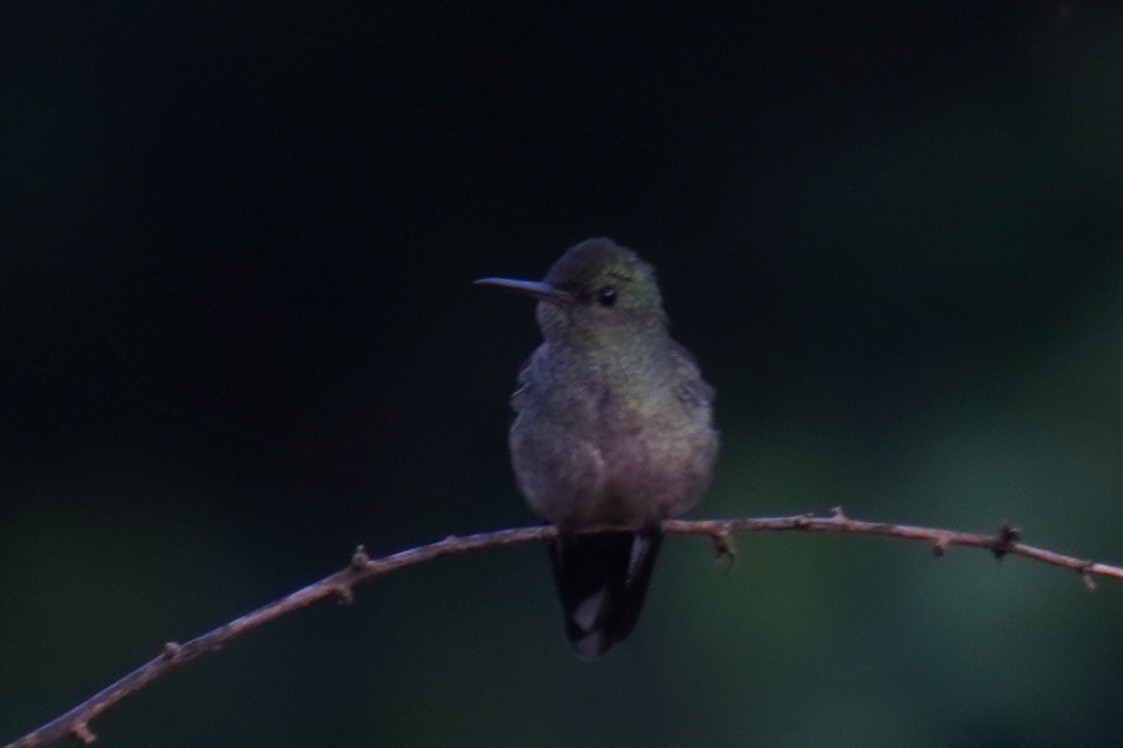 Scaly-breasted Hummingbird - ML641299590