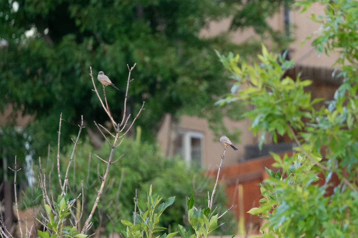 Say's Phoebe - ML641299597