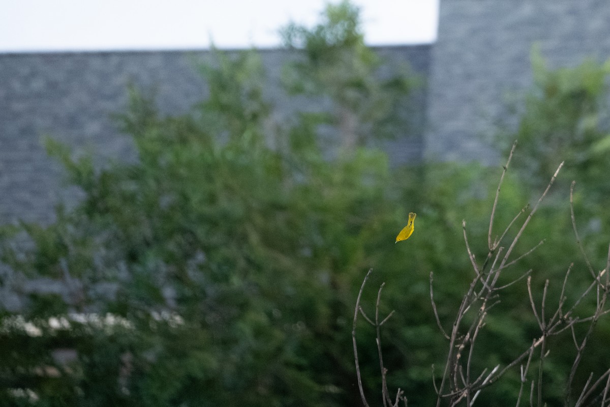 Yellow Warbler - ML641299603