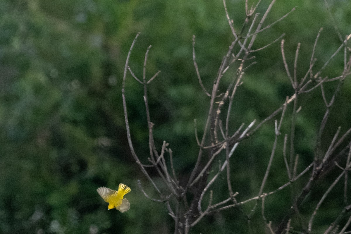 Yellow Warbler - ML641299604