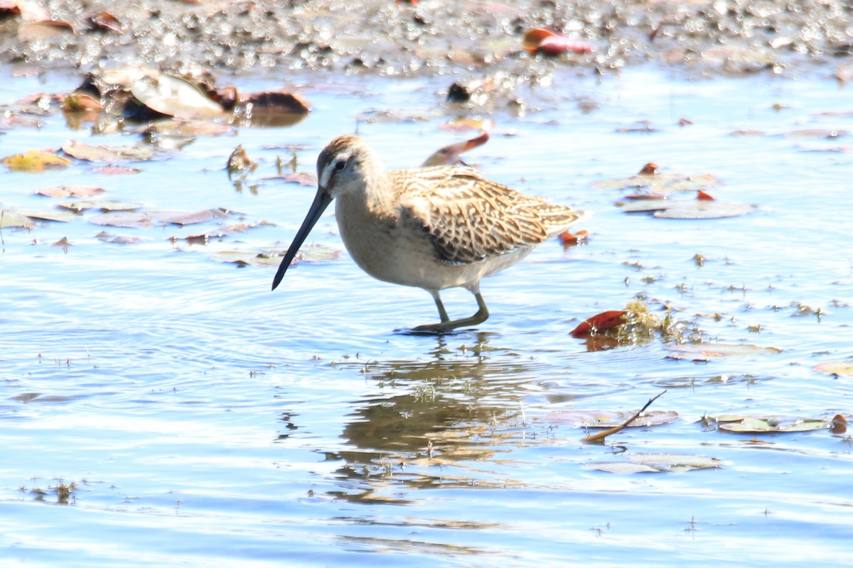 Short-billed Dowitcher - ML641299619