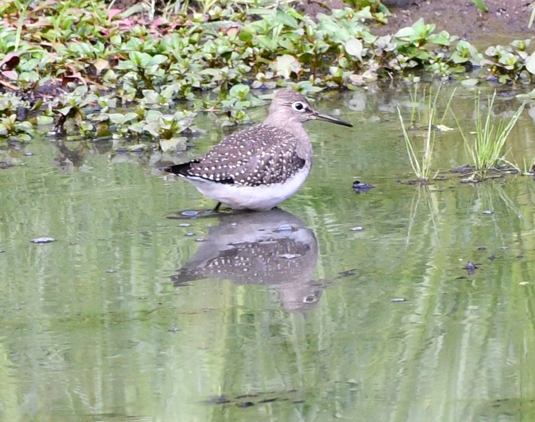 Solitary Sandpiper - ML641299627