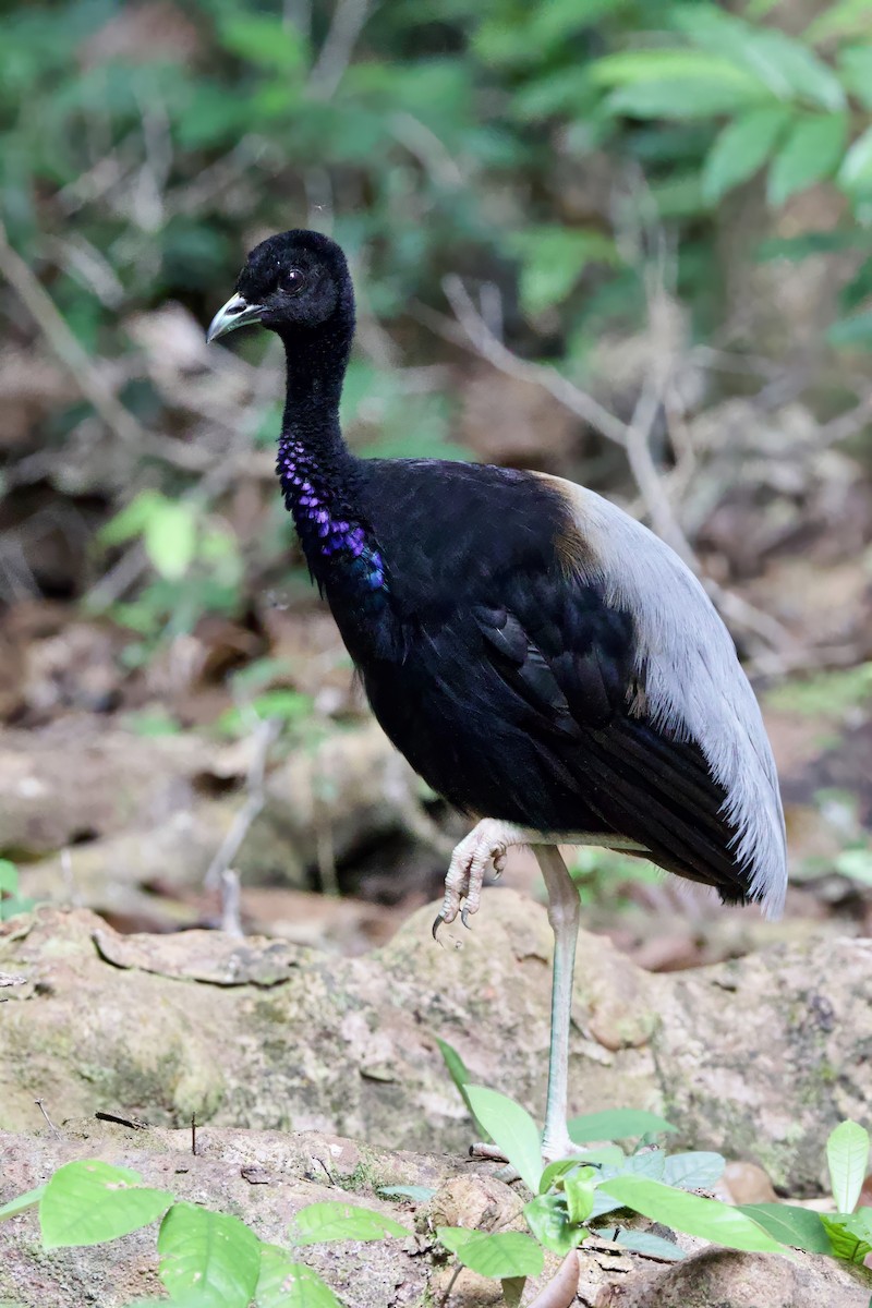 Gray-winged Trumpeter - ML641299644