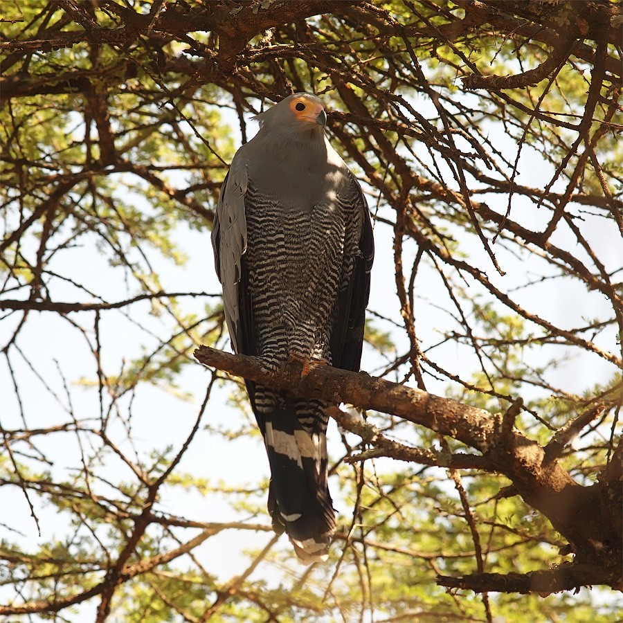 African Harrier-Hawk - ML641299655