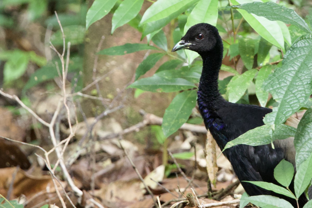 Gray-winged Trumpeter - ML641299656