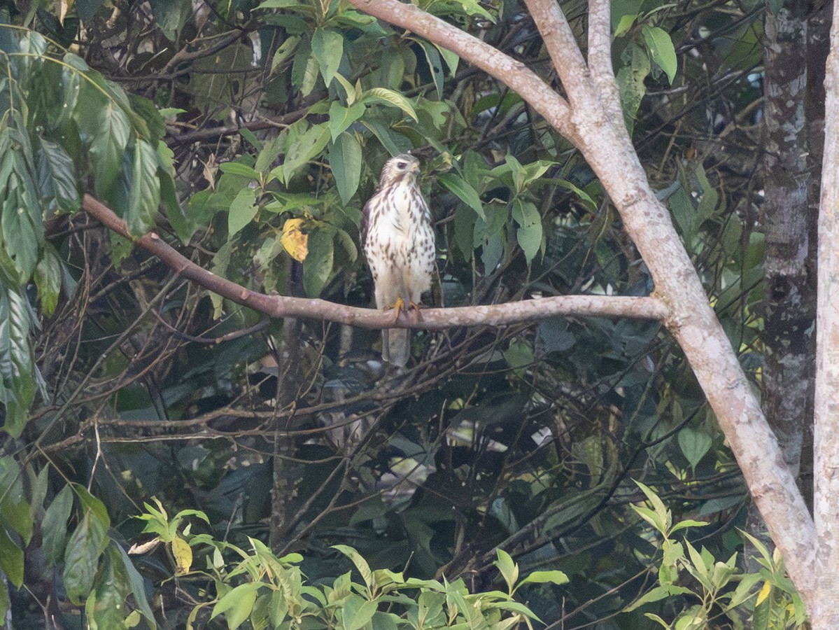 Broad-winged Hawk (Northern) - ML641299665