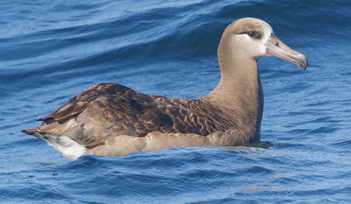 Albatros à pieds noirs - ML641299666