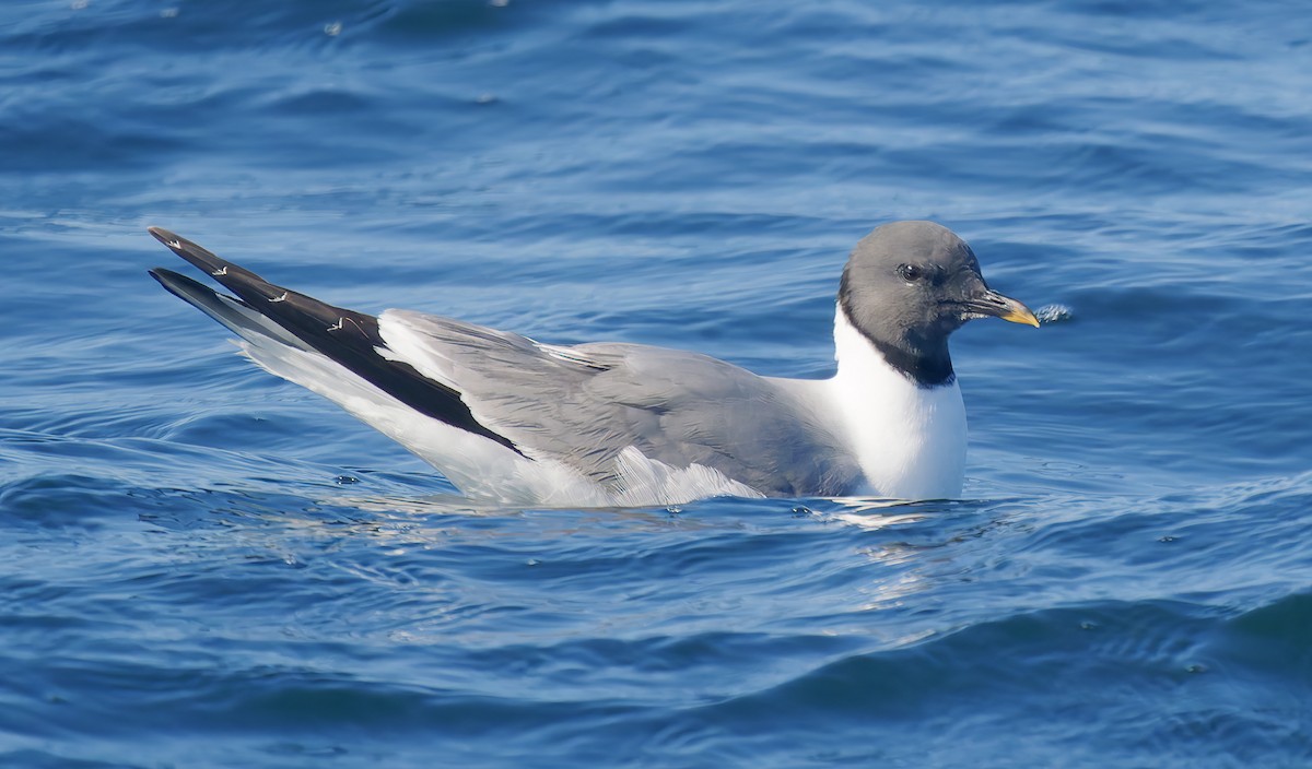 Mouette de Sabine - ML641299688