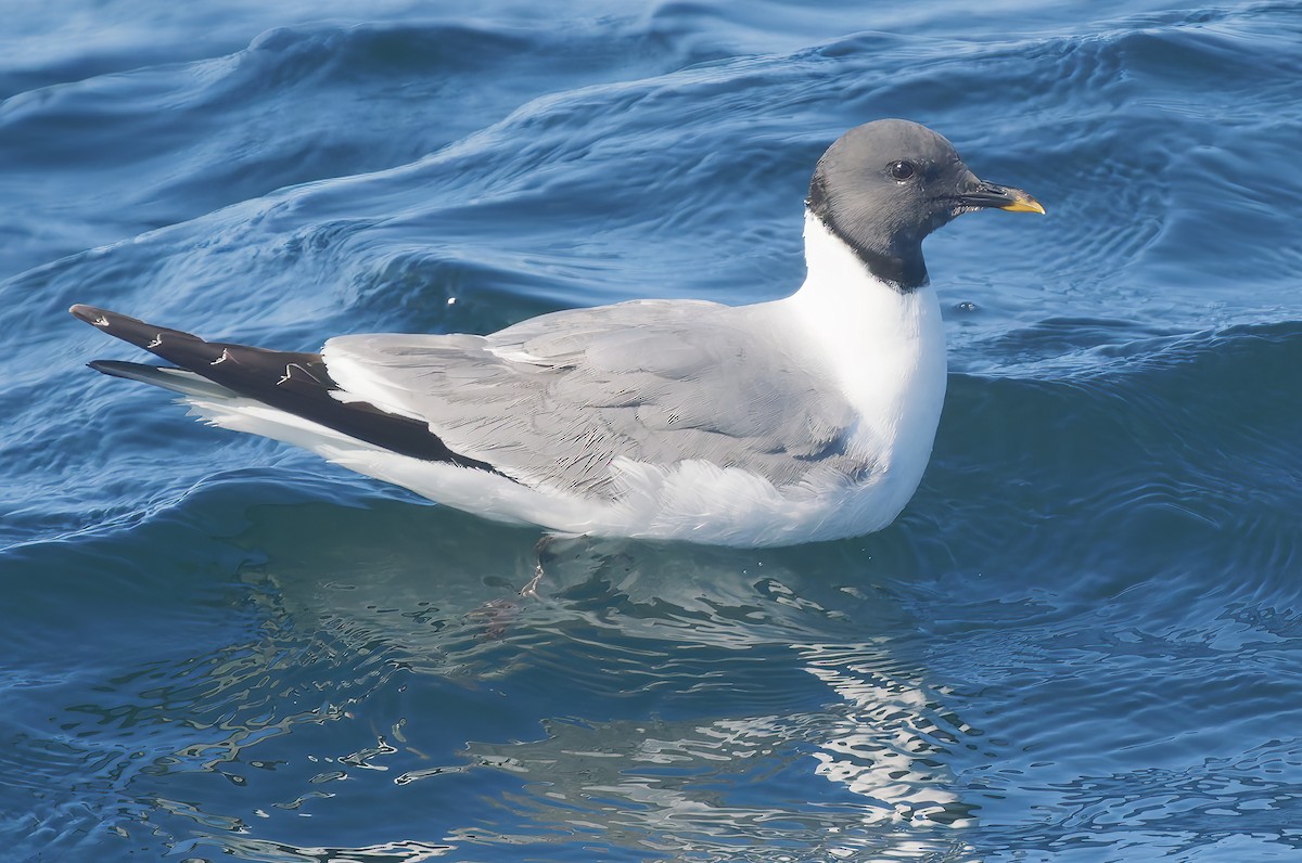 Mouette de Sabine - ML641299689