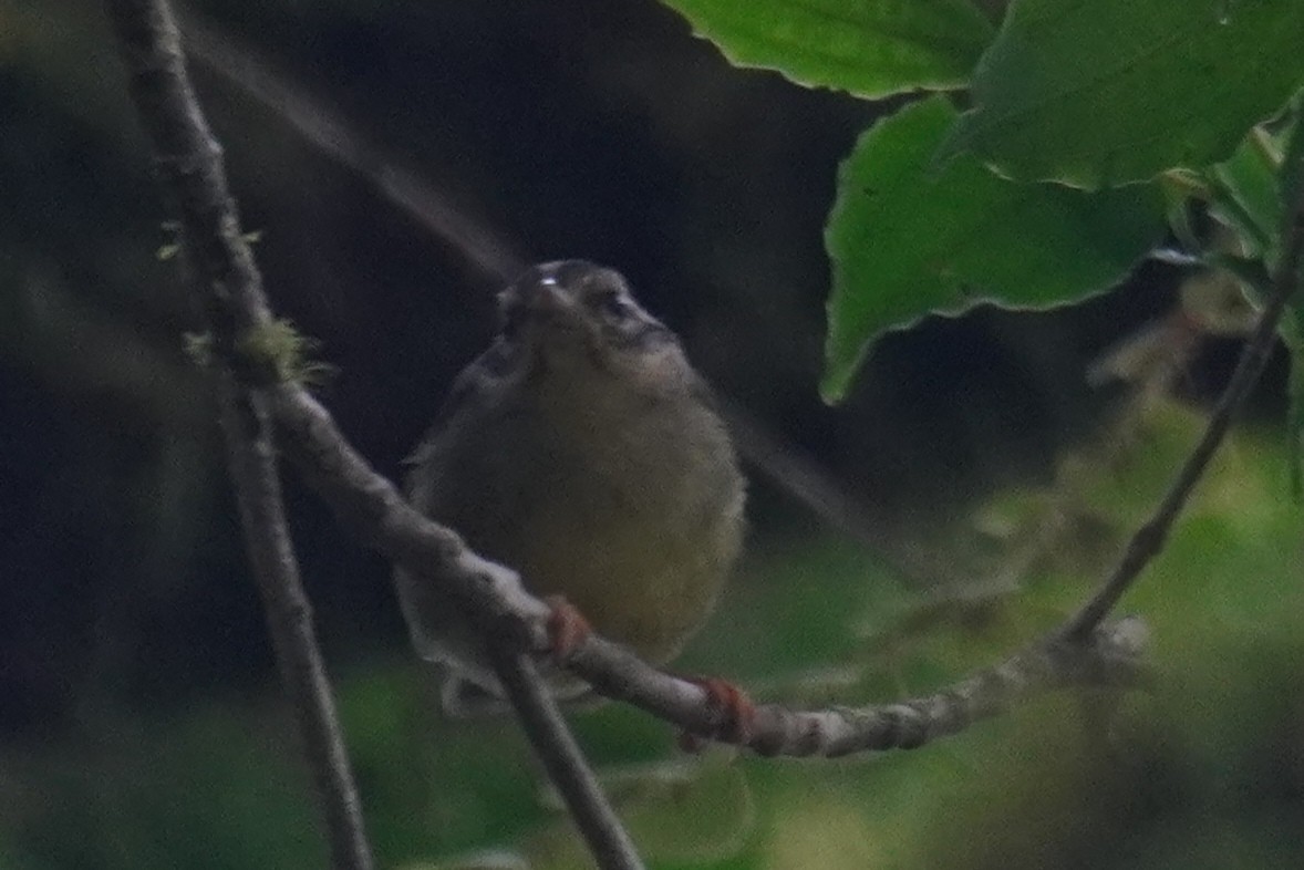 Costa Rican Warbler - ML641299701