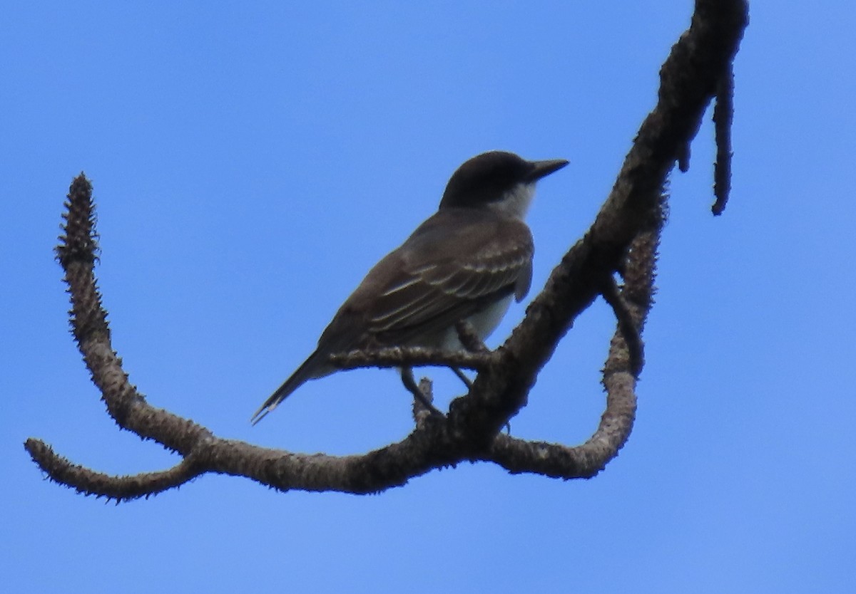 Eastern Kingbird - ML641299734