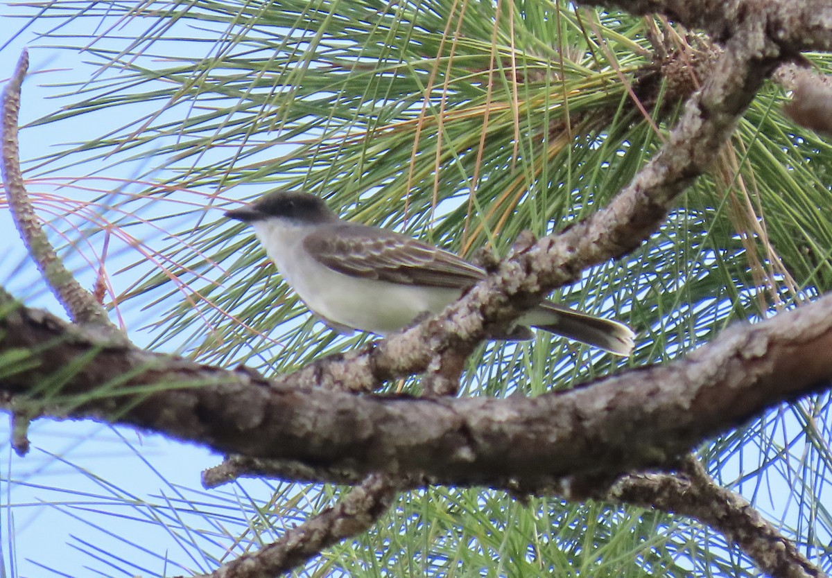 Eastern Kingbird - ML641299735