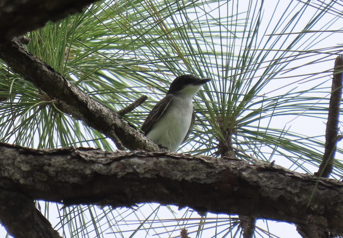 Eastern Kingbird - ML641299737