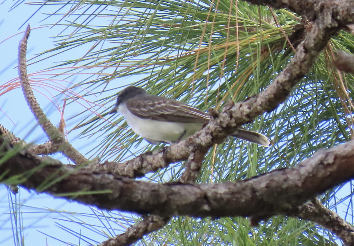 Eastern Kingbird - ML641299738
