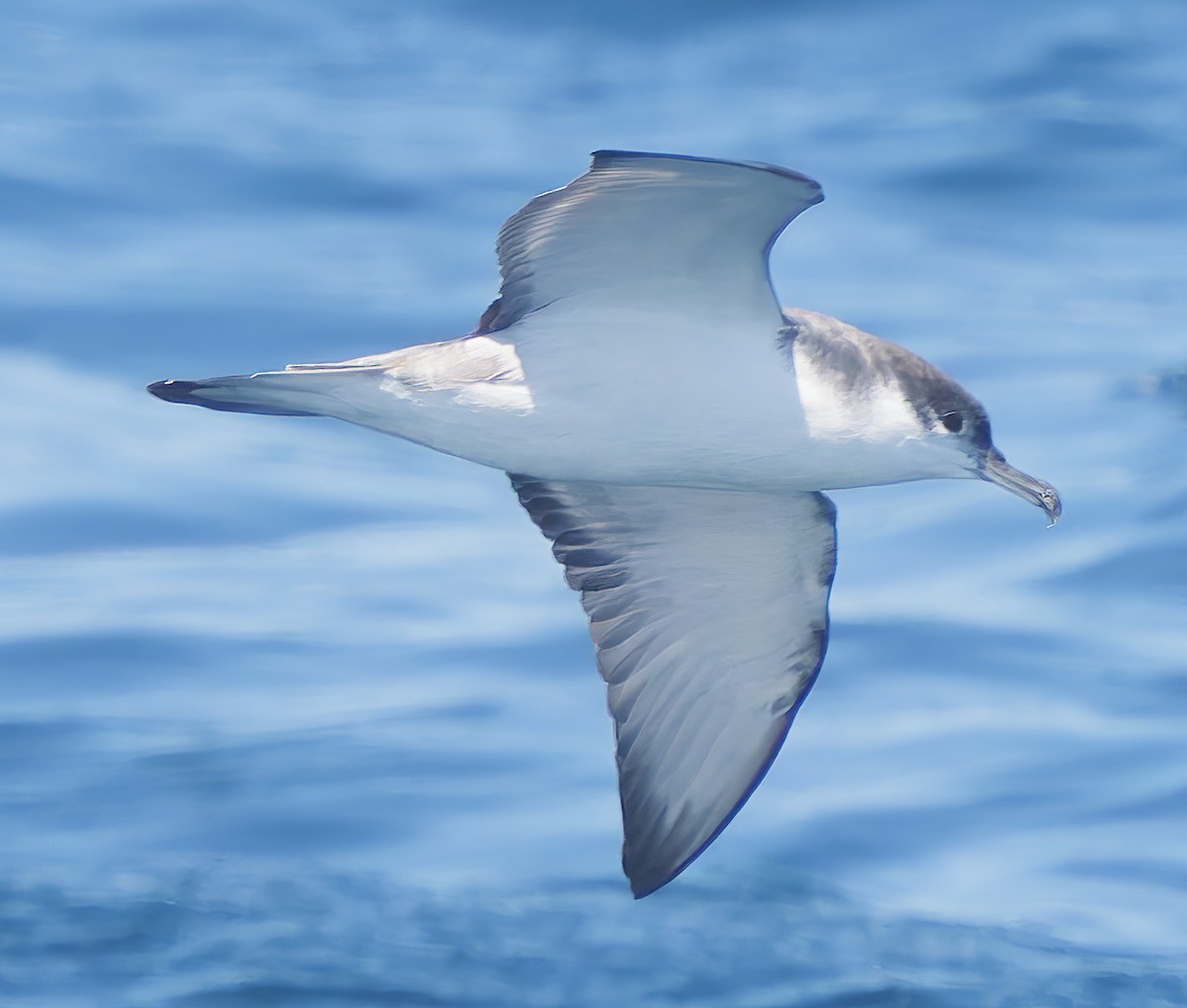 Puffin de Buller - ML641299741
