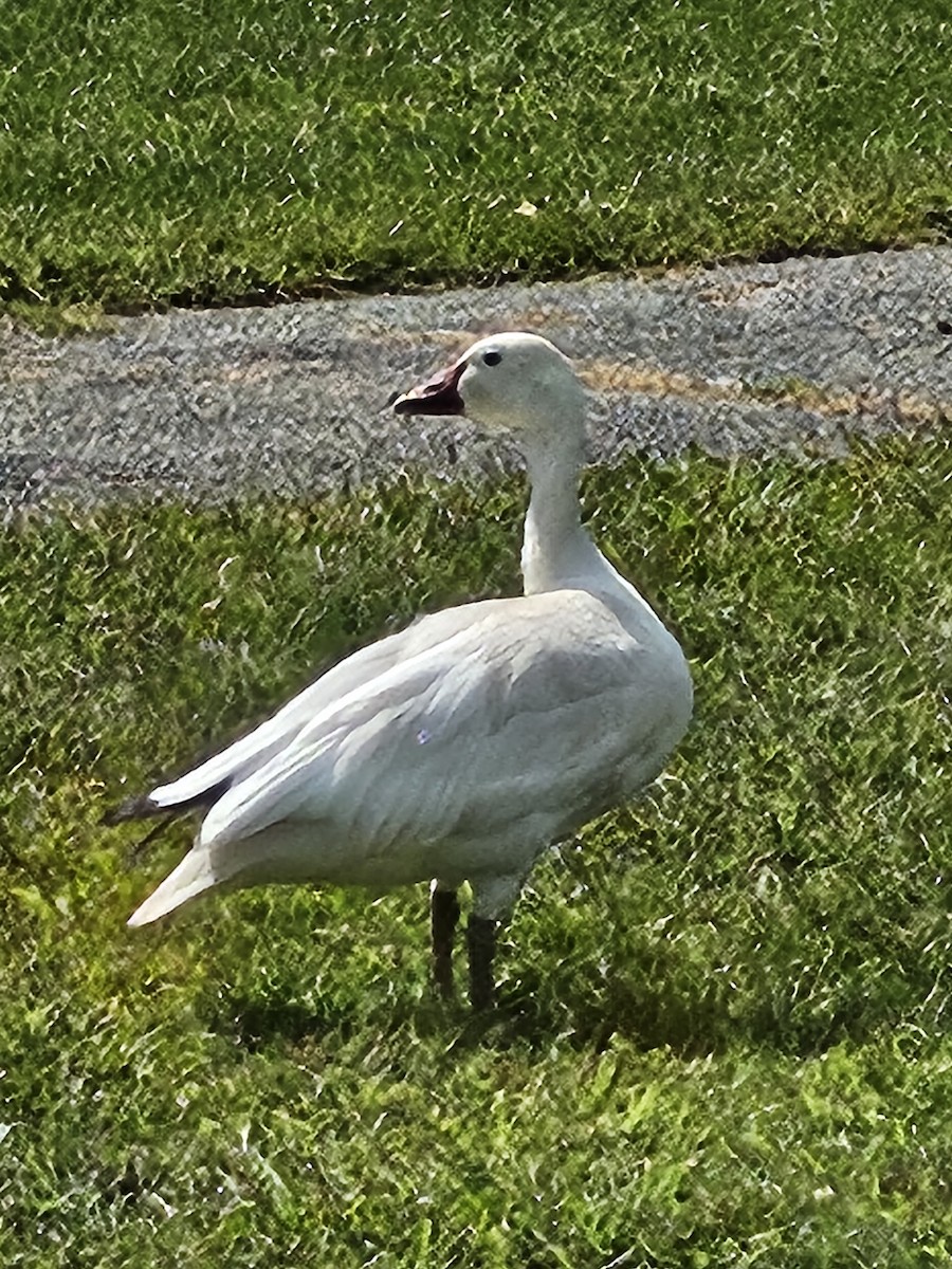 Snow Goose - ML641299750