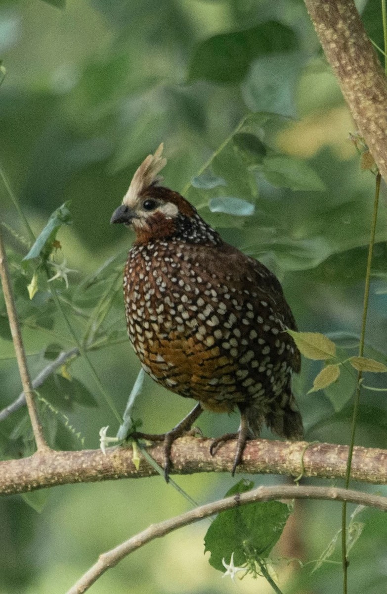 Crested Bobwhite - ML641299764