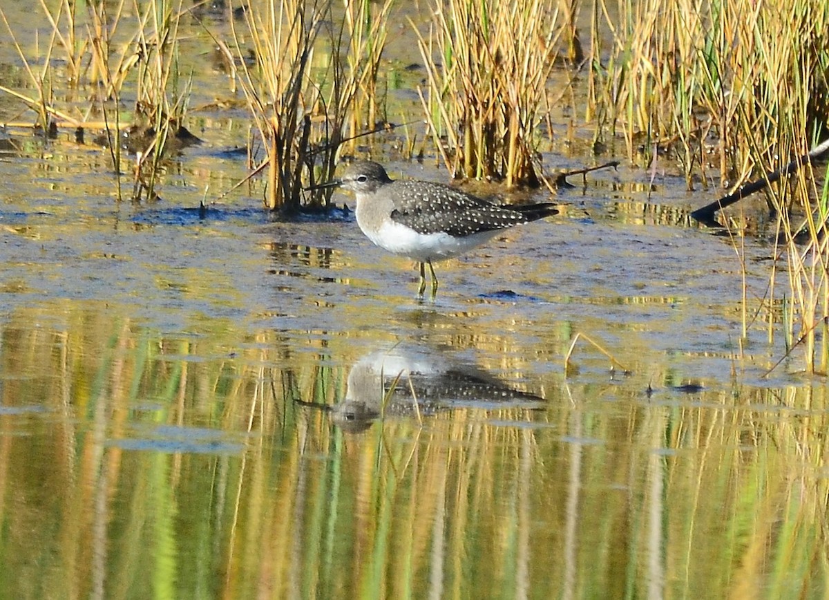 Solitary Sandpiper - ML641299787