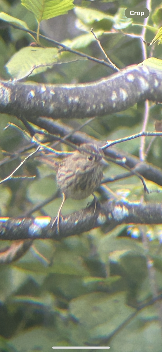 Lincoln's Sparrow - ML641299792