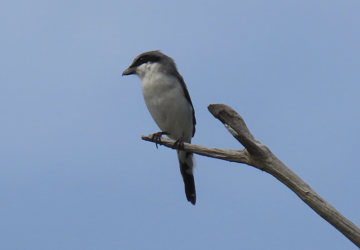 Loggerhead Shrike - ML641299807