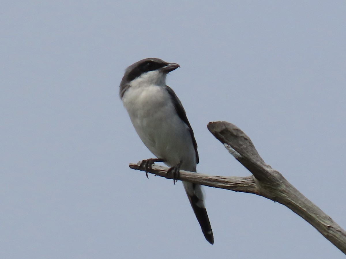 Loggerhead Shrike - ML641299808