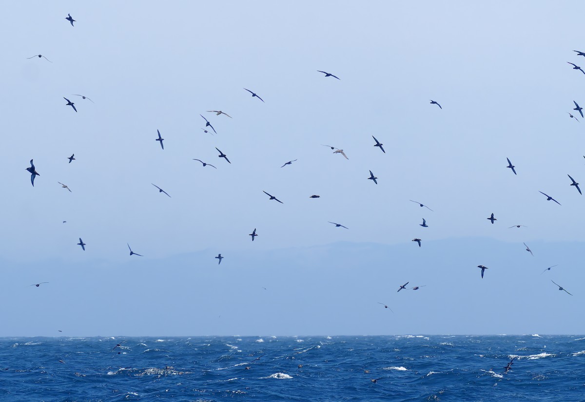 Puffin fuligineux - ML641299815