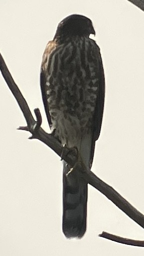 Sharp-shinned Hawk - ML641299820