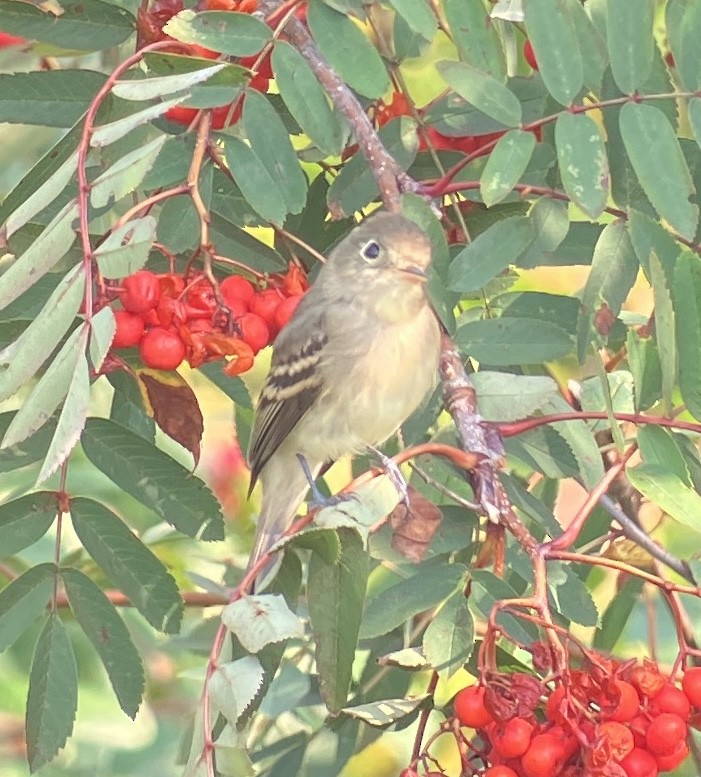 Western Flycatcher - ML641299827