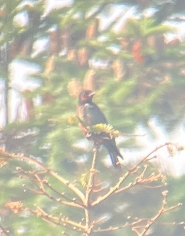 datel červenolící - ML641299830