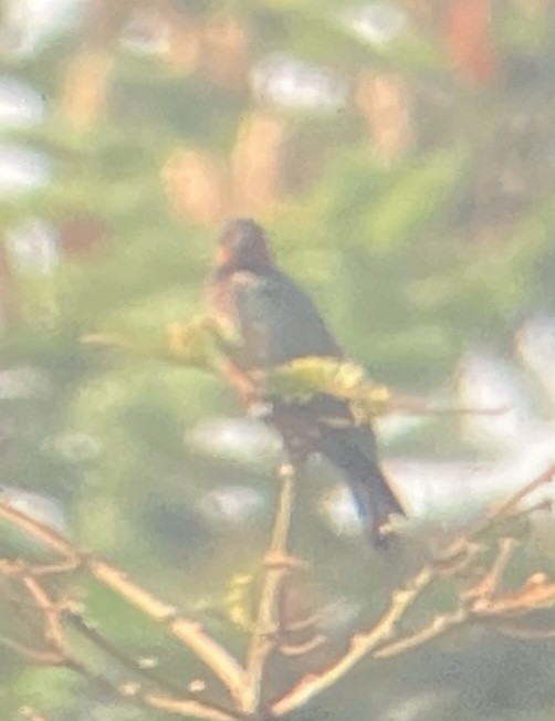 datel červenolící - ML641299835