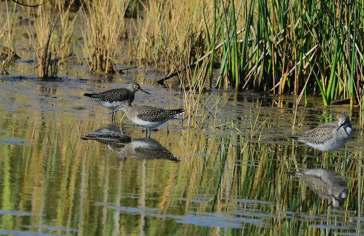 Solitary Sandpiper - ML641299836