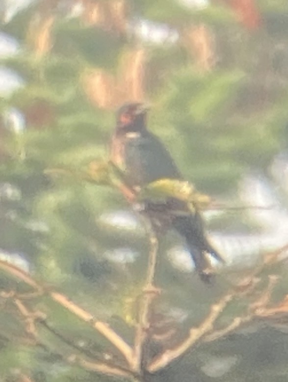 datel červenolící - ML641299838